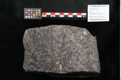 Foto (Objekt + Etikett) von Knorria imbricata Sternbg. (NHMW-GEO-2024-0188-11227)